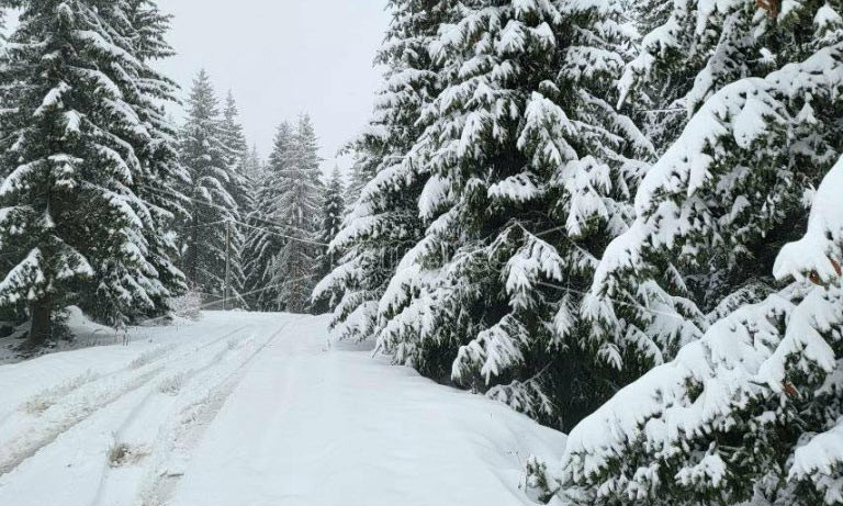 СНЕГ  НА  ПОНИКВА,  БЕЛАТА  ПОКРИВКА  ОКОЛУ  15  САНТИМЕТРИ