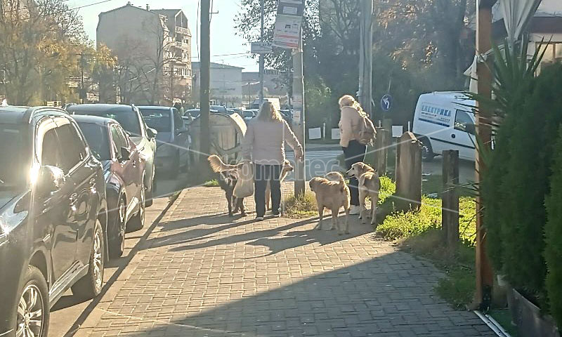 РЕШЕТЕ  ГО  ПРОБЛЕМОТ  СО  КУЧИЊАТА  СКИТНИЦИ  ДОДЕКА  Е  ВРЕМЕ
