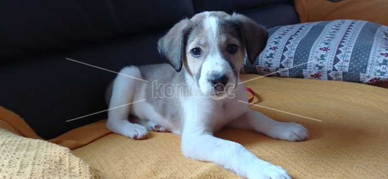 АПЕЛ  ЗА  ПОМОШ  –  ИЗГУБЕНО  КУЧЕНЦЕ  ВО  КОЧАНИ