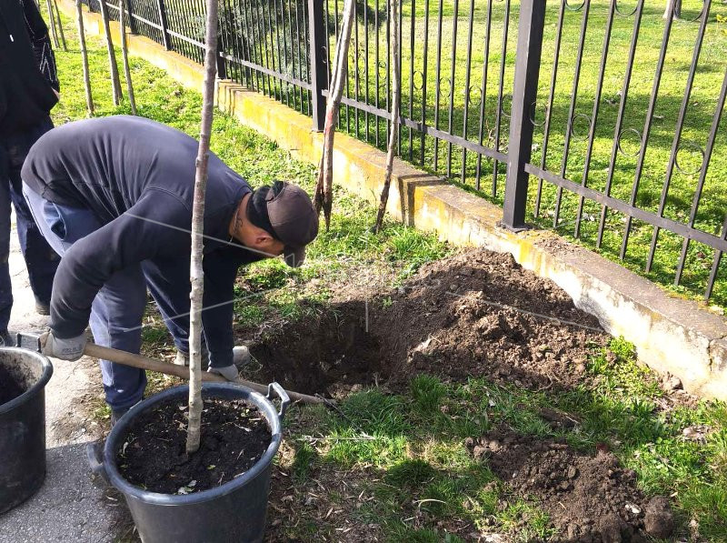 ОПШТИНА  КОЧАНИ  ПРОДОЛЖУВА  СО  ОЗЕЛЕНУВАЊЕ  НА  ЈАВНИТЕ  ПОВРШИНИ