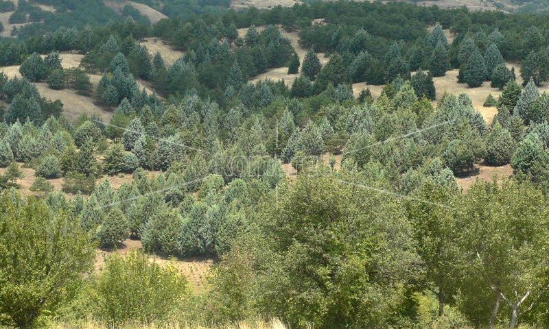 ВО  МЕСЕЦИТЕ  ЈУЛИ  И  АВГУСТ  ЦЕЛОСНА  ЗАБРАНА  ЗА  ДВИЖЕЊЕ  ВО  ШУМИТЕ